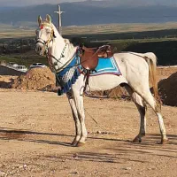 فروش دو راس اسب