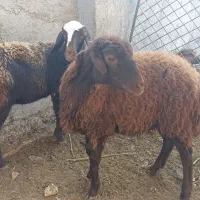 بز بزغاله دار و توقلی ماده|حیوانات مزرعه|سیمین شهر, |دیوار