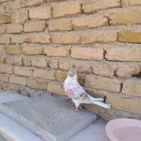 کفتر|پرنده|هشتگرد, شهرک راه آهن|دیوار