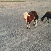 بره. قوچ. پلنگی.