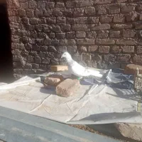 کفتر|پرنده|نیشابور, مازول|دیوار