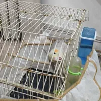 ...|پرنده|دزفول, |دیوار