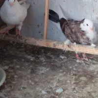 کفتر فروشی جفت کبوتر