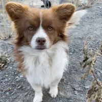 گمشده|حیوانات|گلپایگان, |دیوار