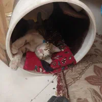 گربه گمشده|حیوانات|خرم‌آباد, |دیوار