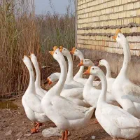 قو غاز چینی نر