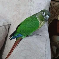 طوطی گرینجیک