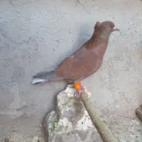 کبوتر رنگی|پرنده|قزوین, |دیوار