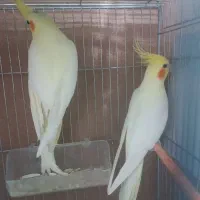 جفت عروس هلندی لوتینو کار داده