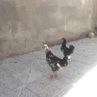 مرغ و خروس جوان گلین
