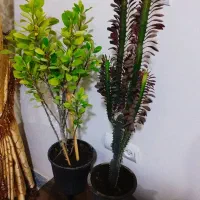 سانسووریای لب طلایی پایه بلند|گل و گیاه طبیعی|سرپل ذهاب, |دیوار