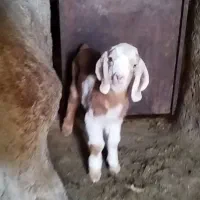 بزوکهره|حیوانات مزرعه|بهاباد, |دیوار