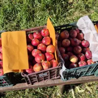 سیب گلدن و رد|عمدهفروشی|سمیرم, |دیوار