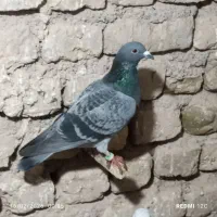 کفتر|پرنده|تربتحیدریه, پائین ولایت|دیوار