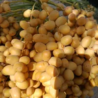 خارک رطب خرما برحی|خوردنی و آشامیدنی|تهران, آرژانتین|دیوار
