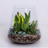 تنگ و تراریوم مدل مینا