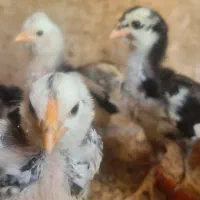 جوجه گلین