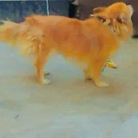 پامر . شیتزو
