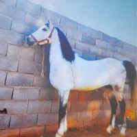 خرید فروش انواع اسب