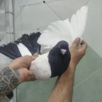 کفتر سینه دم سیاه