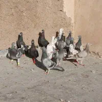 کبوتر|پرنده|شیراز, پانصد دستگاه ارتش|دیوار