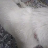 سگ خونگی پیدا شده