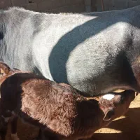 گاو با گوساله