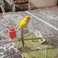 پرنده . طوطی برزیلی|پرنده|هشتگرد, |دیوار