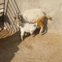 بز کهره|حیوانات مزرعه|کازرون, |دیوار