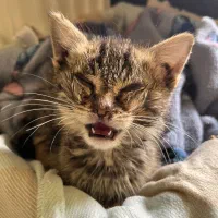 واگذاری بچه گربه|گربه|کرج, فاز ۳ گوهردشت|دیوار