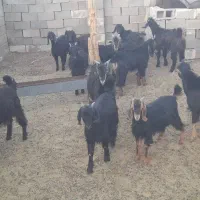 کهره ریزصادراتی|حیوانات مزرعه|جهرم, |دیوار