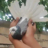 کبوتر ارزون