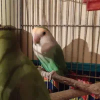 طوطی جفت روی تخم،مینا، فنج، سیره خاکی