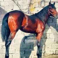 کره نریان ۳ساله کره سرور حیدری