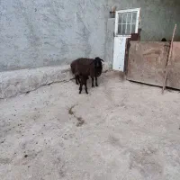 میش بره دار