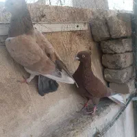 کبوتر اسلامسهر