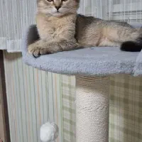 گربه بریتیش بلک گلد ماده