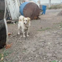 سگ پاکوتاه نر معاوضه با قناری و عروس هلندی