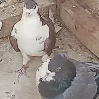 پرنده|پرنده|اصفهان, زهران|دیوار