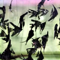 گوپی زبرا لجنخوار انجل کالر فایتر میگو تترا کفخوار|ماهی|تبریز, |دیوار