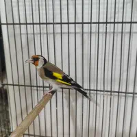 سهره نر 3ساله جفتی بخون و رام