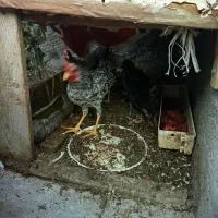 خروس گلین چهل تاج. کفتر طوقی