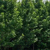 درختان ۷تا ۱۵ متر ارتفاع تبدیل زمین به باغ بزرگ|خدمات باغبانی و درختکاری|مشهد, کشاورز|دیوار