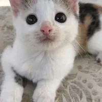 واگذاری بچه گربه dsh(تهران و محموداباد مازندران)