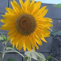 فروش باغ شهری فاز دوم صدرا
