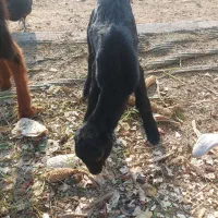 کهره ماده شیری