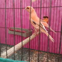 قناری جوجه سرخ سوپری