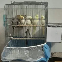 سه جفت عروس هلندی