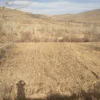 فروش زمین کشاورزی با نهال صنوبر