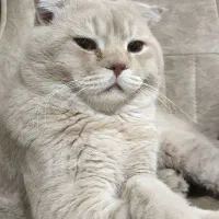 گربه نر اسکاتیش فولد